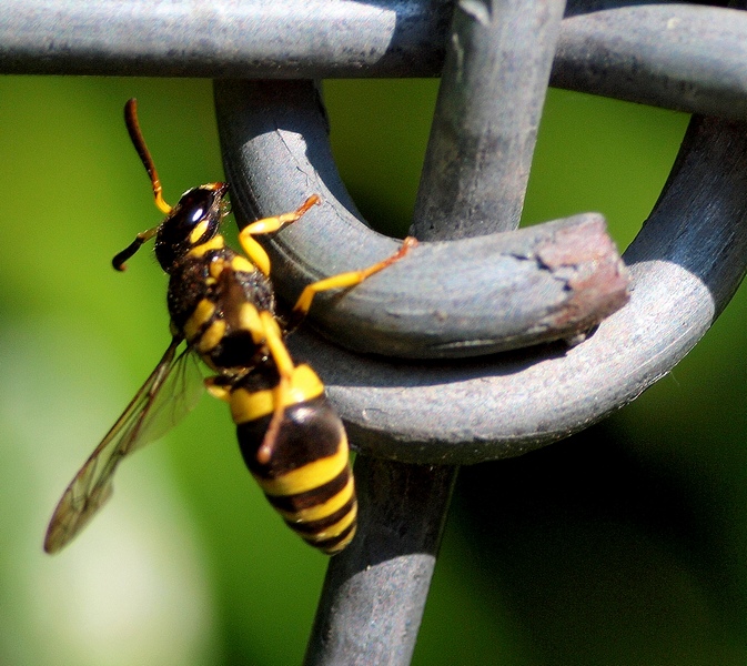 Ancistrocerus auctus, Vespidae Eumeninae